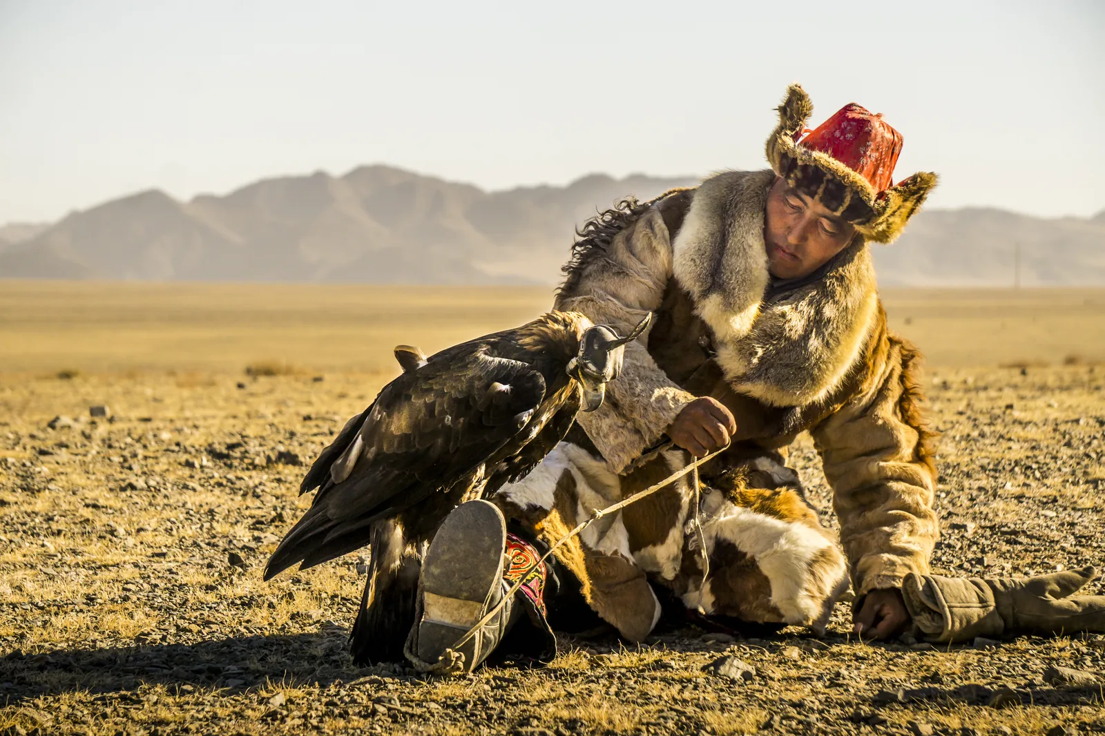 Mongolian man in traditional fur garments inspecting his golden eagle at eagle hunting contest in northern Mongolia — Falconry is UNESCO intangible cultural heritage shared by 24 countries