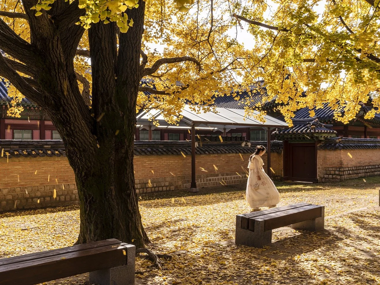 A woman in traditional cream-colored Korean dress at Gyeongbok Palace under golden autumn ginkgo leaves — representing the finished mosi and traditional textile garments that are the end product of the Weaving of Mosi (fine ramie) in the Hansan region, inscribed on UNESCO's Representative List as Intangible Cultural Heritage File 00453