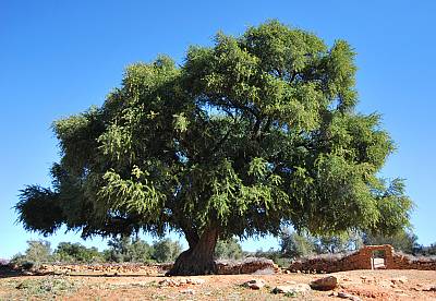 Argan, practices and know-how concerning the argan tree