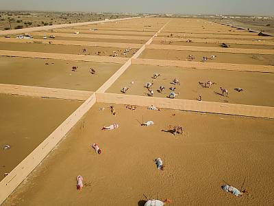 Camel racing, a social practice and a festive heritage associated with camels
