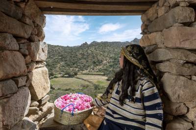 Cultural practices related to Taif roses