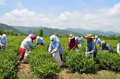 Culture of Çay (tea), a symbol of identity, hospitality and social interaction