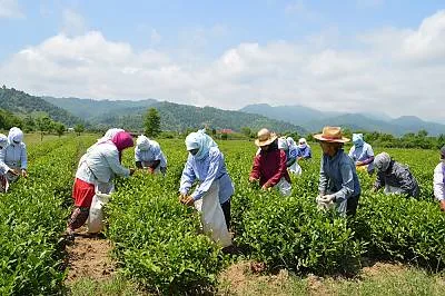 Culture of Çay (tea), a symbol of identity, hospitality and social interaction