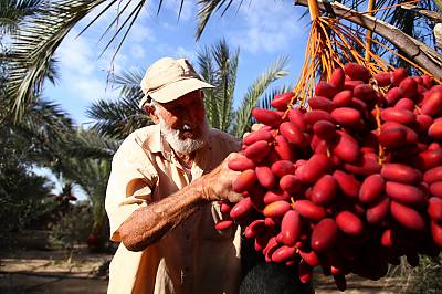 Date palm, knowledge, skills, traditions and practices