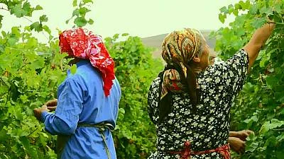 Dolma making and sharing tradition, a marker of cultural identity