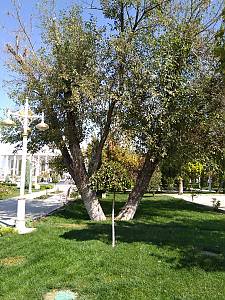 Dutar making craftsmanship and traditional music performing art combined with singing