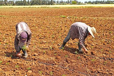 Harissa, knowledge, skills and culinary and social practices