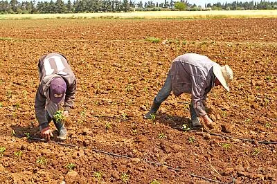 Harissa, knowledge, skills and culinary and social practices