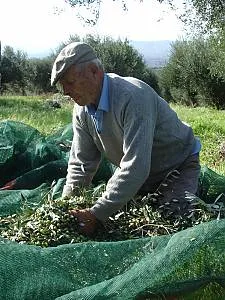 Mediterranean diet