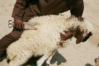 Safeguarding programme for Al Sadu, traditional weaving skills in the United Arab Emirates
