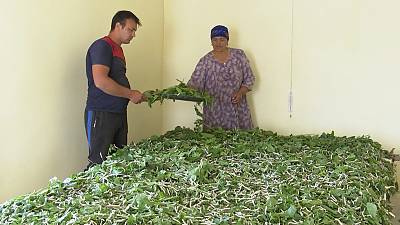 Sericulture and traditional production of silk for weaving