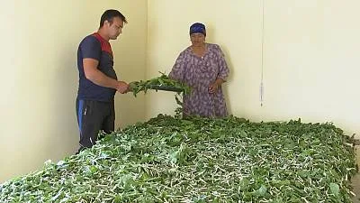 Sericulture and traditional production of silk for weaving