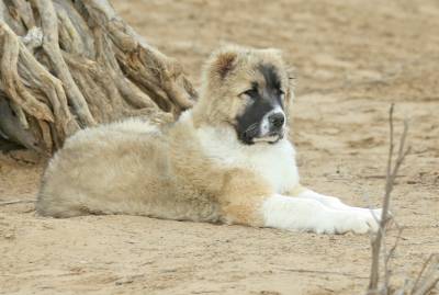 The art of breeding Turkmen alabay