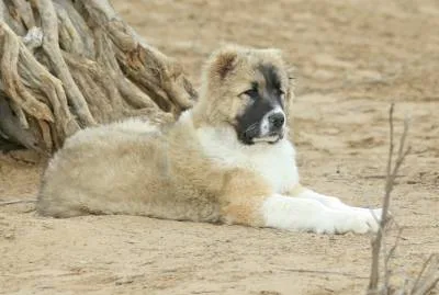 The art of breeding Turkmen alabay