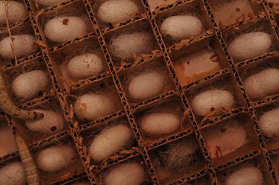 Traditional art and symbolism of Kelaghayi, making and wearing women’s silk headscarves