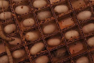 Traditional art and symbolism of Kelaghayi, making and wearing women’s silk headscarves