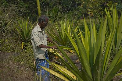 Traditional craftsmanship of making Dumbara Ratā Kalāla