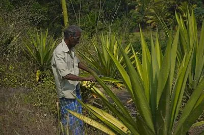 Traditional craftsmanship of making Dumbara Ratā Kalāla