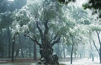 Traditional knowledge, methods and practices concerning olive cultivation