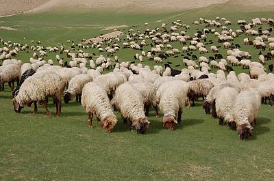 Traditional turkmen carpet making art in Turkmenistan